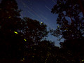 Fireflies - July 7, 1017